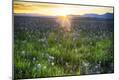 Premium Photographic Print