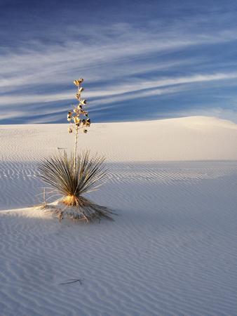 White Sands Posters Wall Paintings Prints, & Art: