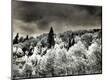 Photographic Print
