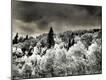 Photographic Print
