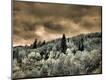 Photographic Print