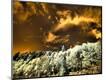 Photographic Print