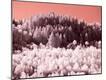 Photographic Print