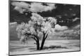 Photographic Print