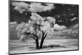 Photographic Print