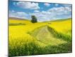 Photographic Print