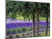Premium Photographic Print