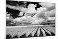 Photographic Print
