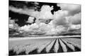 Photographic Print