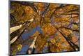 Premium Photographic Print