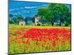 Photographic Print