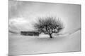 Photographic Print