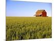 Photographic Print