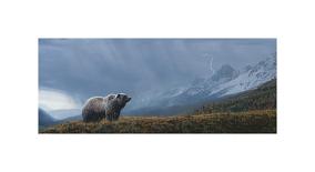 Stormwatch - Grizzly (detail)-Terry Isaac-Giclee Print