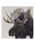 Wayward Moose-Terry Isaac-Art Print
