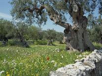 Olive Trees, Puglia, Italy, Europe-Terry Sheila-Premier Image Canvas