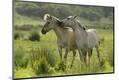 Premium Photographic Print