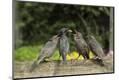Premium Photographic Print