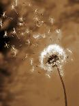Dandelion Seed Blowing Away-Terry Why-Photographic Print