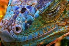 Amazing Iguana Specimen Displaying a Beautiful Blue Colorization of the Scales - 2-TessarTheTegu-Photographic Print