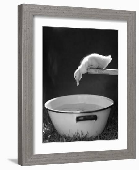 Testing the Water-The Chelsea Collection-Framed Art Print
