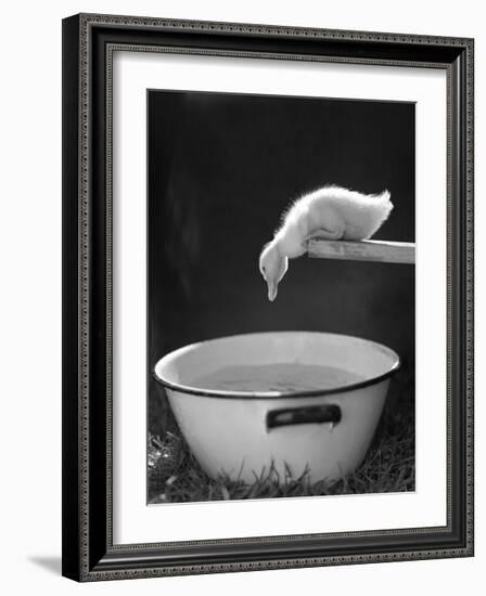 Testing the Water-The Chelsea Collection-Framed Art Print