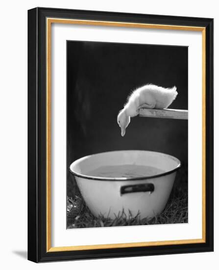 Testing the Water-The Chelsea Collection-Framed Art Print