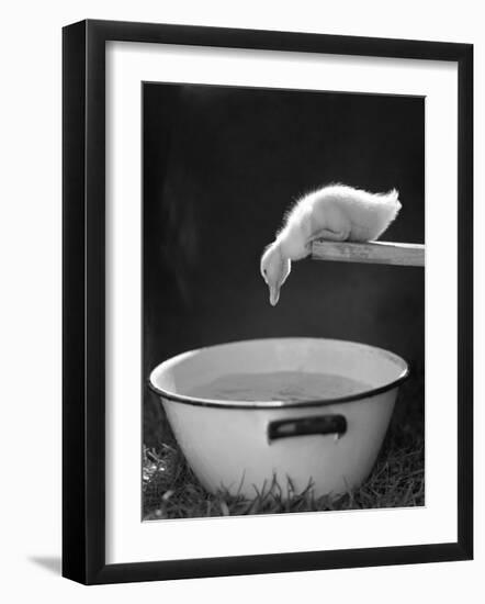 Testing the Water-The Chelsea Collection-Framed Art Print