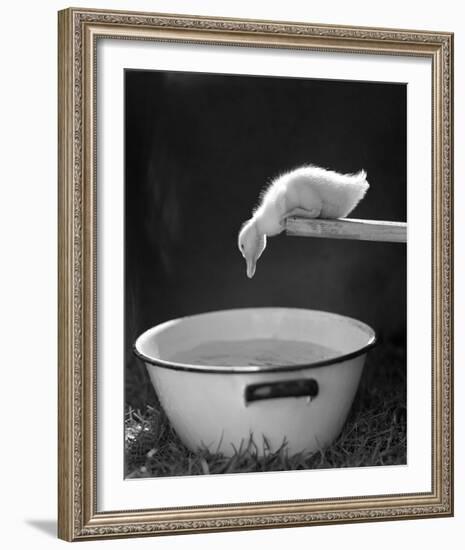 Testing the Water-The Chelsea Collection-Framed Giclee Print