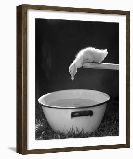 Testing the Water-The Chelsea Collection-Framed Giclee Print