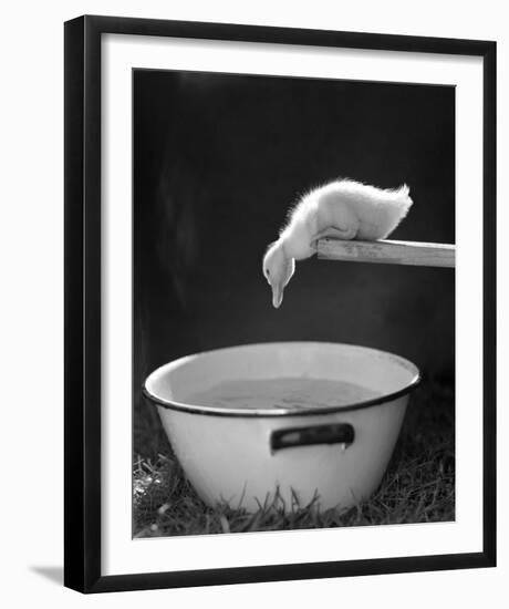 Testing the Water-The Chelsea Collection-Framed Giclee Print