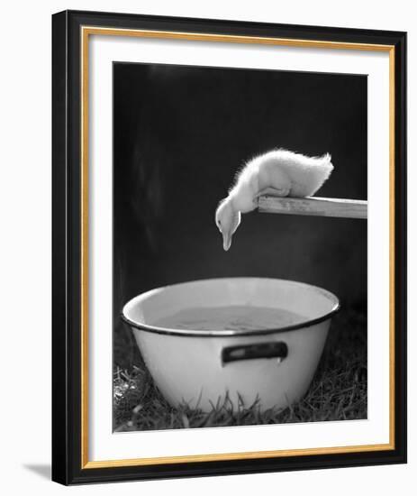 Testing the Water-The Chelsea Collection-Framed Giclee Print