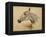 Testo Di Cavallo-Henri de Toulouse-Lautrec-Framed Premier Image Canvas