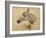 Testo Di Cavallo-Henri de Toulouse-Lautrec-Framed Giclee Print