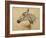 Testo Di Cavallo-Henri de Toulouse-Lautrec-Framed Giclee Print