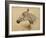 Testo Di Cavallo-Henri de Toulouse-Lautrec-Framed Giclee Print