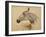 Testo Di Cavallo-Henri de Toulouse-Lautrec-Framed Giclee Print