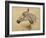 Testo Di Cavallo-Henri de Toulouse-Lautrec-Framed Giclee Print