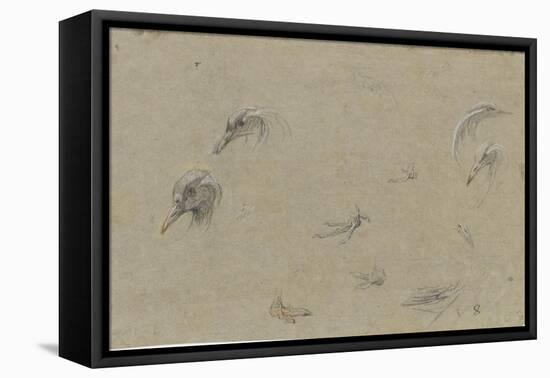 Têtes d'oiseau, plumage et pattes-Pieter Boel-Framed Premier Image Canvas