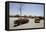 Tethered camels transported in the back of a pickup truck-Werner Forman-Framed Premier Image Canvas