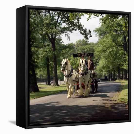 Tetley Shire Horses, Roundhay Park, Leeds, West Yorkshire, 1968-Michael Walters-Framed Stretched Canvas