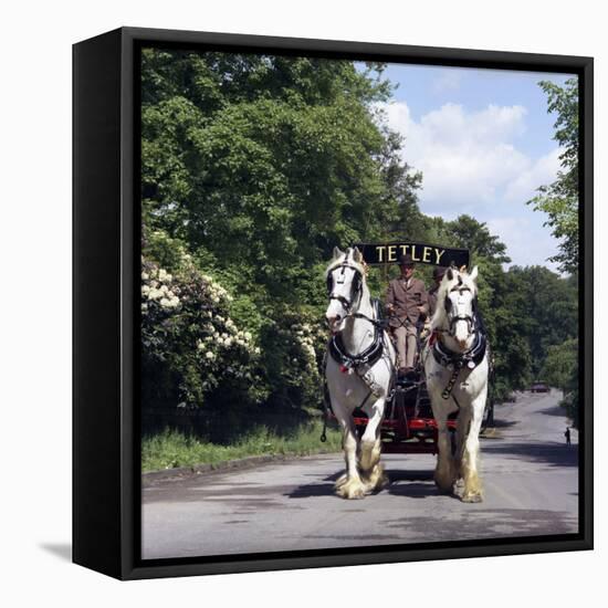 Tetley Shire Horses, Roundhay Park, Leeds, West Yorkshire, 1968-Michael Walters-Framed Premier Image Canvas