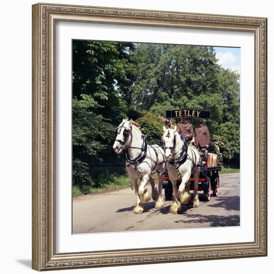 Tetley Shire Horses, Roundhay Park, Leeds, West Yorkshire, 1968-Michael Walters-Framed Photographic Print