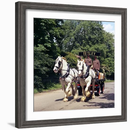 Tetley Shire Horses, Roundhay Park, Leeds, West Yorkshire, 1968-Michael Walters-Framed Photographic Print