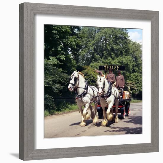 Tetley Shire Horses, Roundhay Park, Leeds, West Yorkshire, 1968-Michael Walters-Framed Photographic Print
