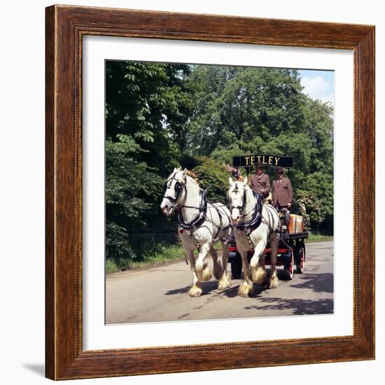 Tetley Shire Horses, Roundhay Park, Leeds, West Yorkshire, 1968-Michael Walters-Framed Photographic Print