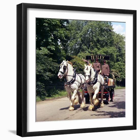 Tetley Shire Horses, Roundhay Park, Leeds, West Yorkshire, 1968-Michael Walters-Framed Photographic Print