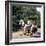 Tetley Shire Horses, Roundhay Park, Leeds, West Yorkshire, 1968-Michael Walters-Framed Photographic Print