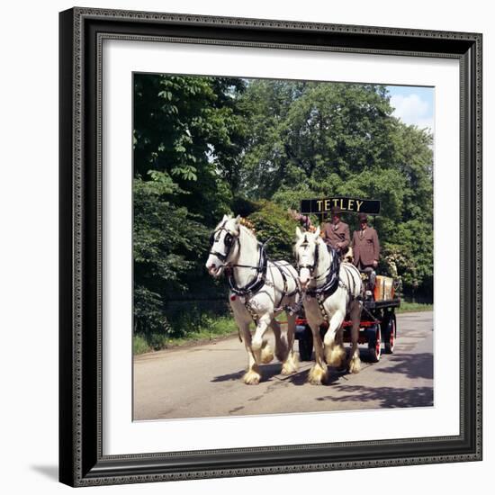 Tetley Shire Horses, Roundhay Park, Leeds, West Yorkshire, 1968-Michael Walters-Framed Photographic Print