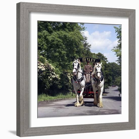 Tetley Shire Horses, Roundhay Park, Leeds, West Yorkshire, 1968-Michael Walters-Framed Photographic Print